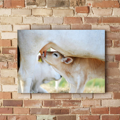 Quadro Vaca E Bezerro Nelore