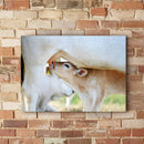 Quadro Vaca E Bezerro Nelore