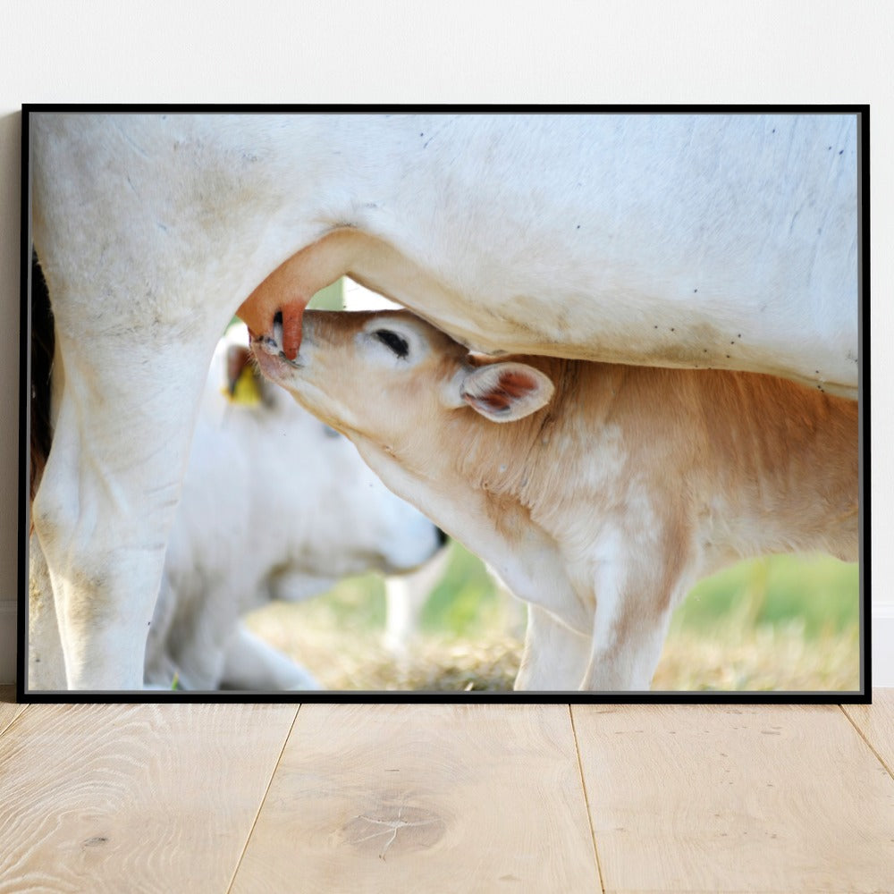 Quadro Vaca E Bezerro Nelore