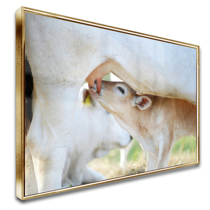 Quadro Vaca E Bezerro Nelore