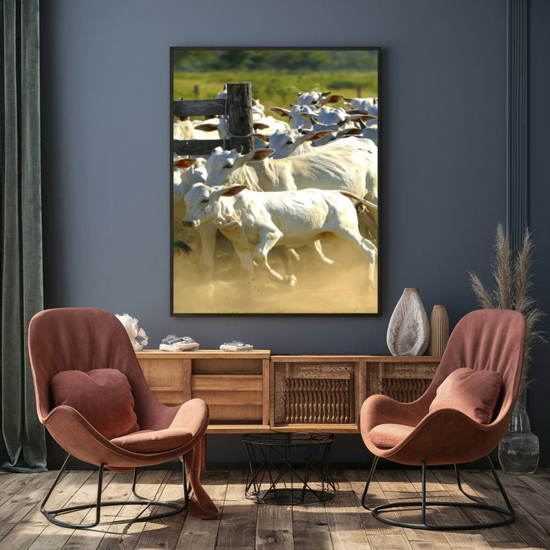 Quadro Gado Nelore No Curral