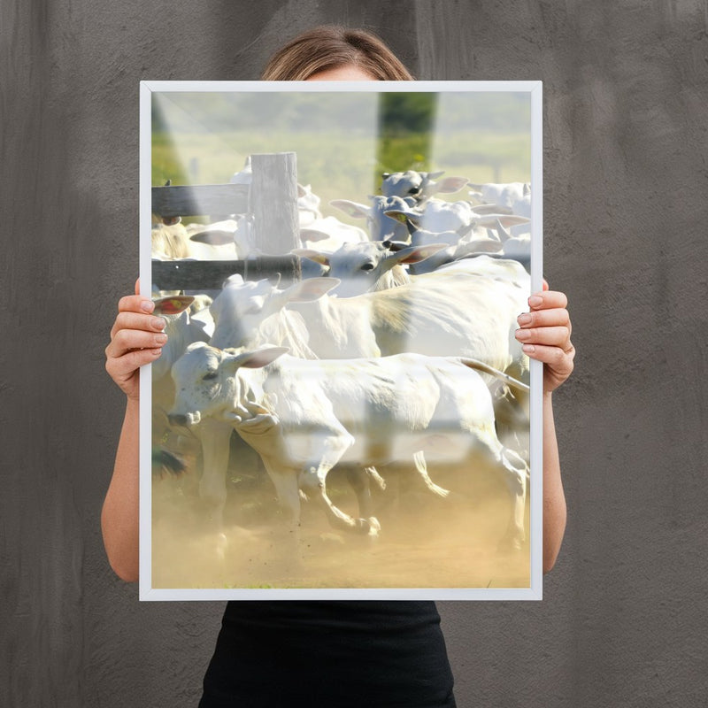 Quadro Gado Nelore No Curral
