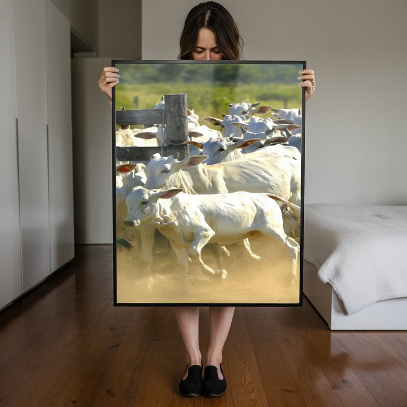 Quadro Gado Nelore No Curral