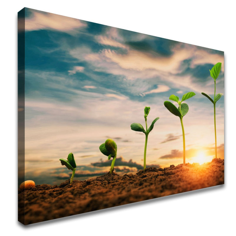 Quadro Pés De Soja Nascendo