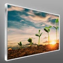 Quadro Pés De Soja Nascendo