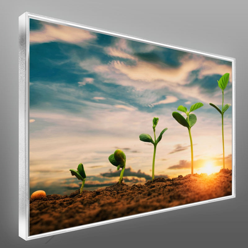 Quadro Pés De Soja Nascendo