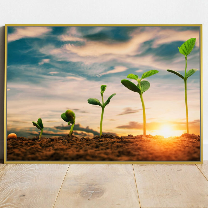Quadro Pés De Soja Nascendo