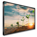 Quadro Pés De Soja Nascendo