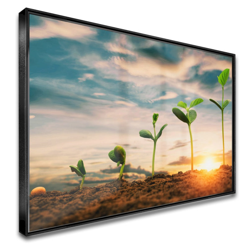 Quadro Pés De Soja Nascendo