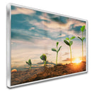 Quadro Pés De Soja Nascendo
