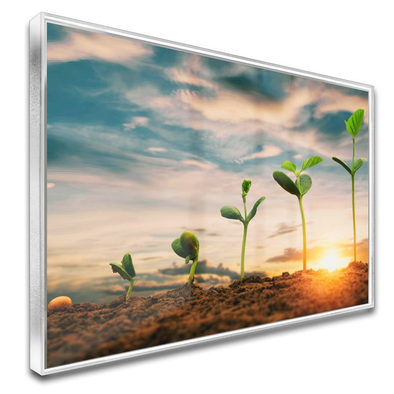 Quadro Pés De Soja Nascendo
