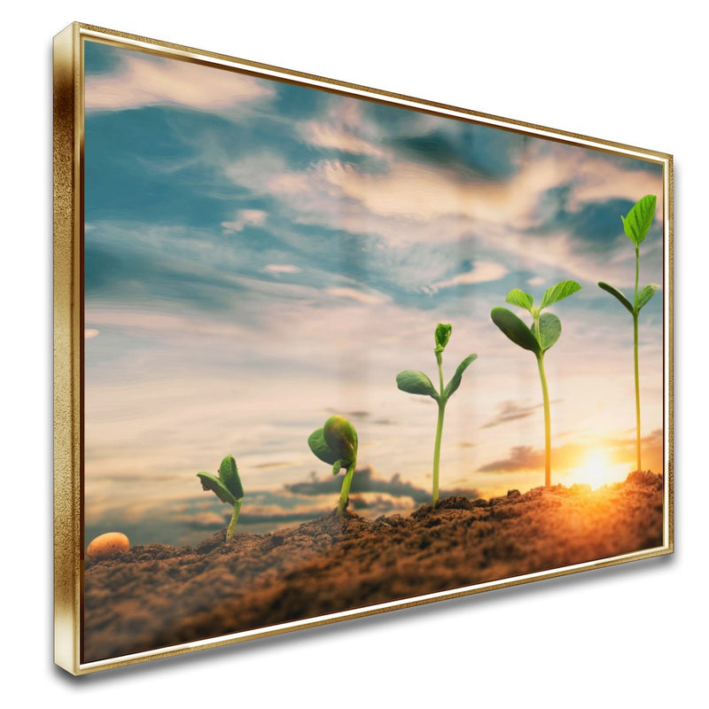 Quadro Pés De Soja Nascendo