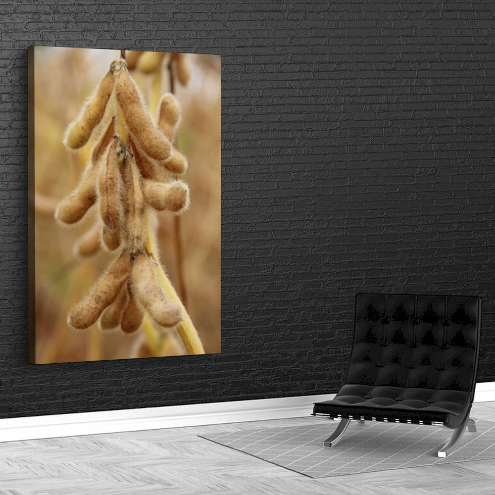 Quadro pé de soja maduro – Agro Quadros