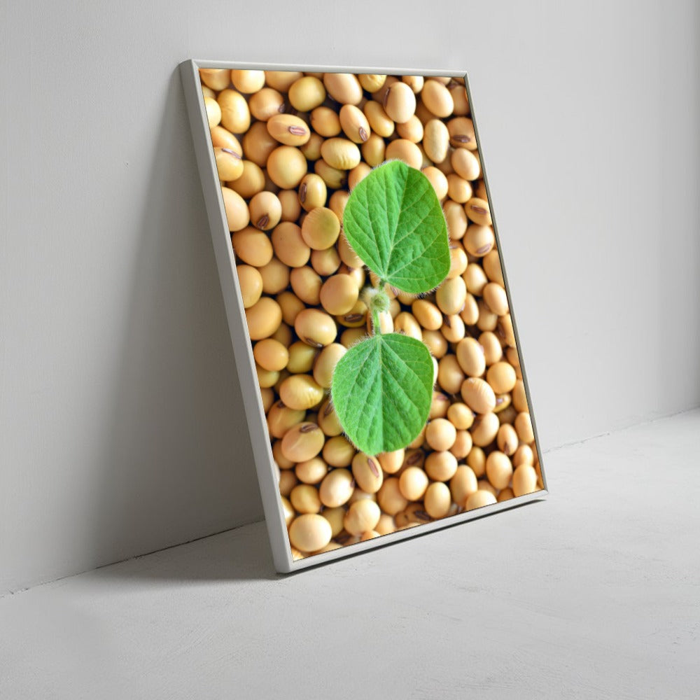 Grãos De Soja E Planta