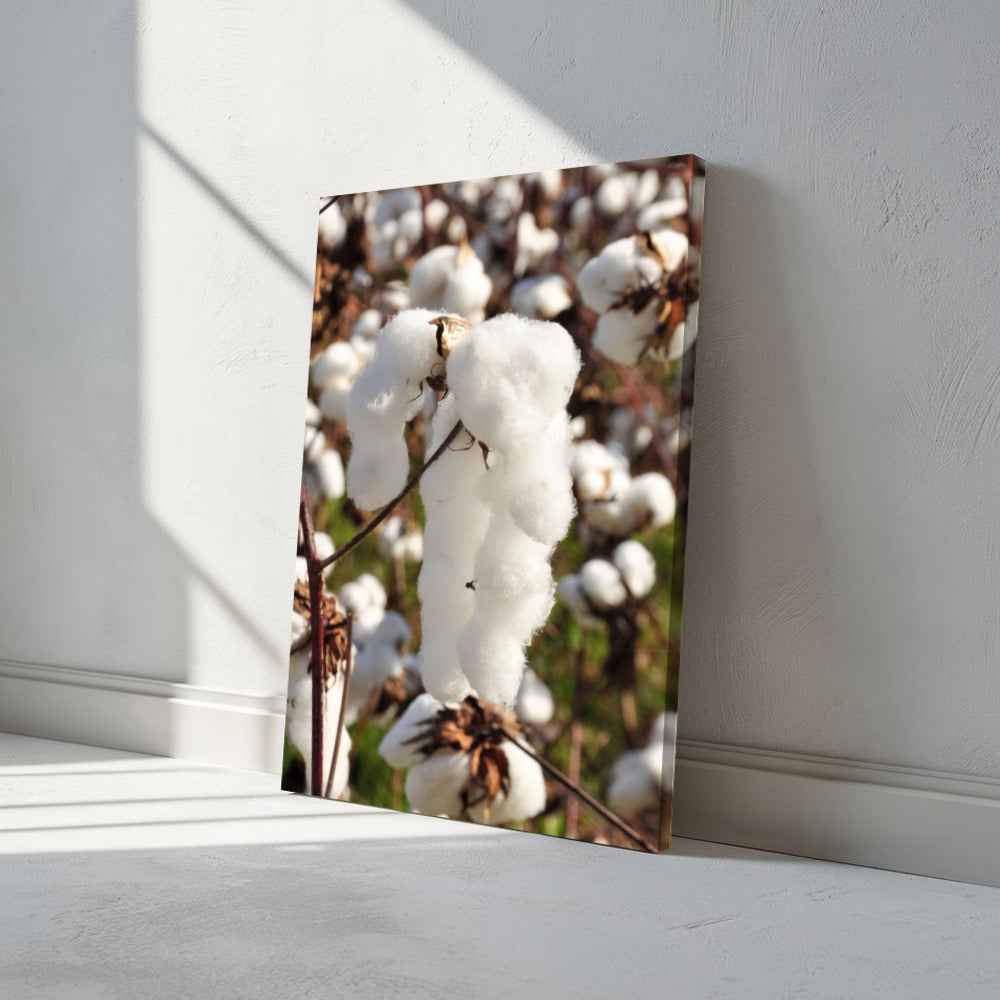 Quadro capulho de algodão vertical – Agro Quadros