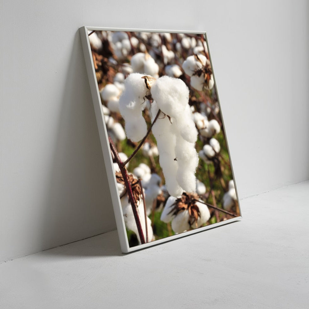 Capulho De Algodão Vertical